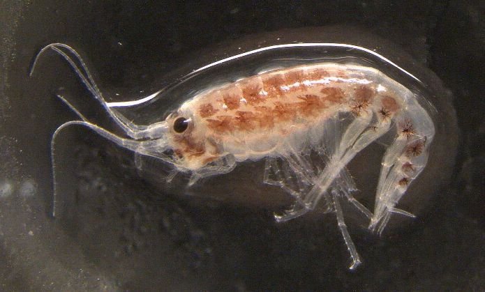 Microscopic image of Apherusa Glacialis