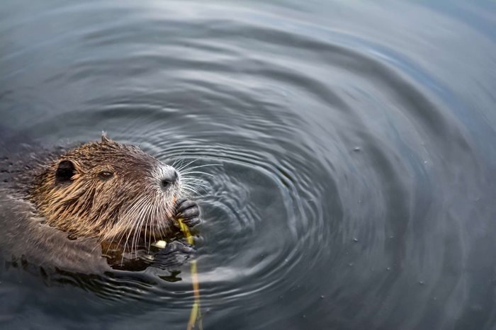 beaver.jpg