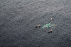 Fulmers with lost fishing gear in the Barents Sea | Dr Rachel Coppock
