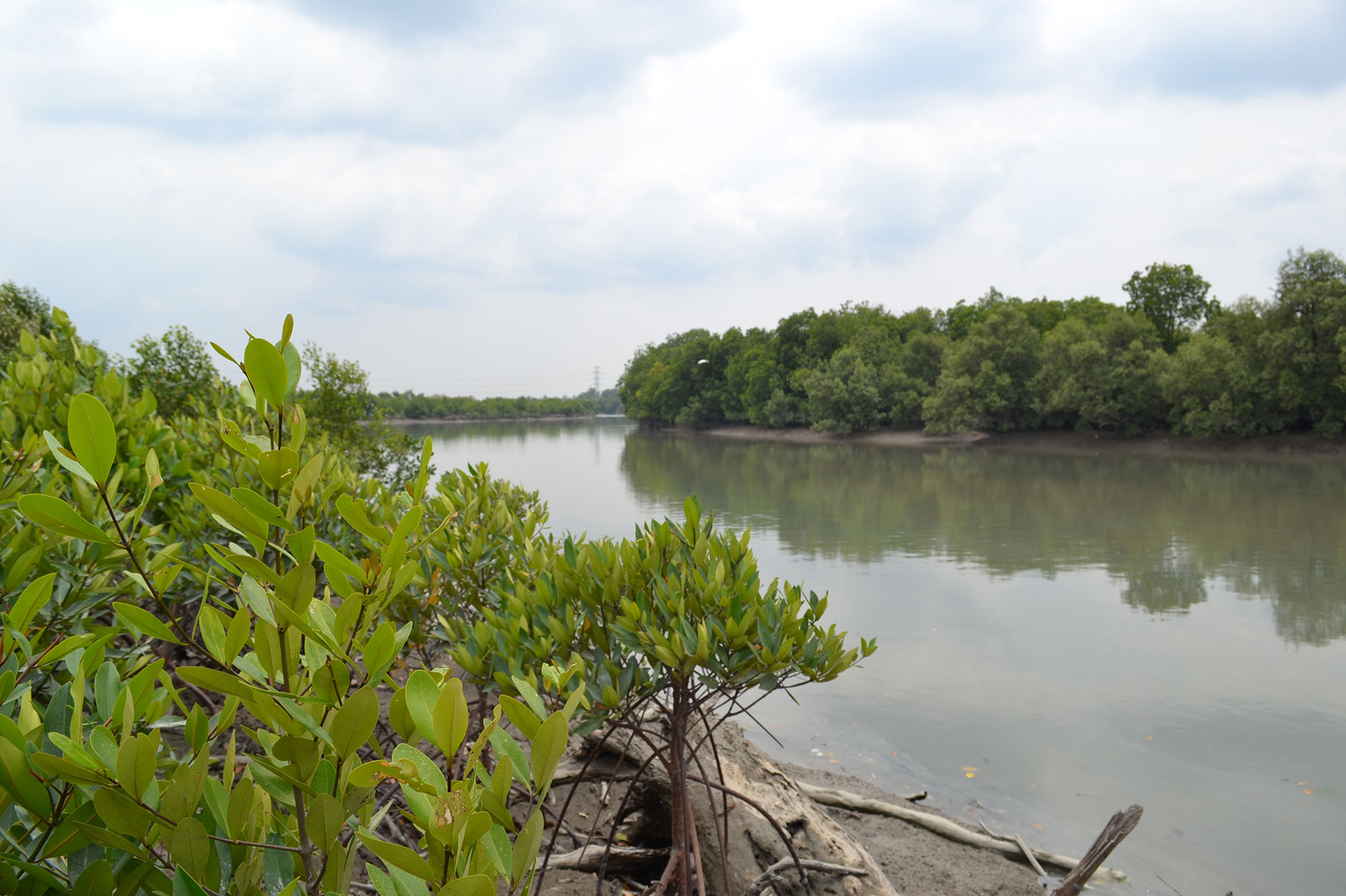 Malaysia and Selangor Mangrove Policy Mapping and Analysis