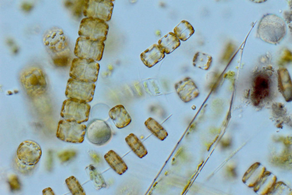 Phytoplankton