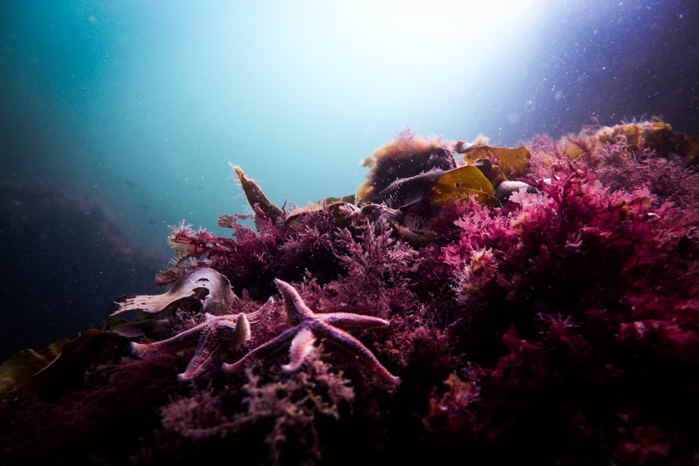 Light underwater