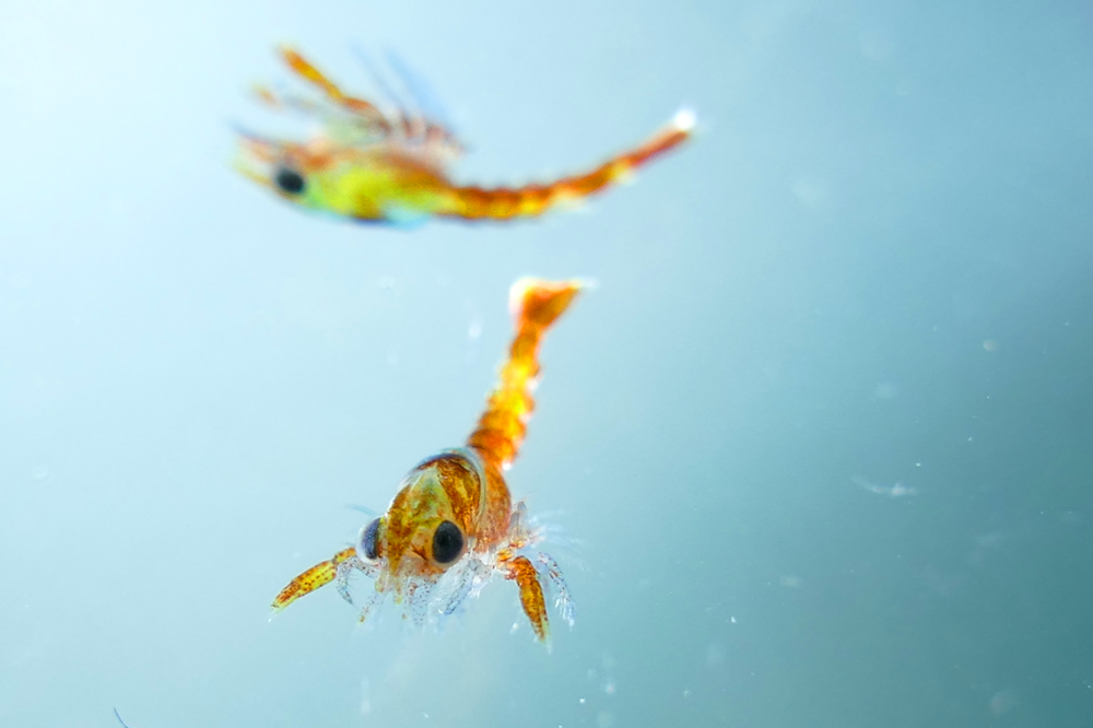 Lobster larvae
