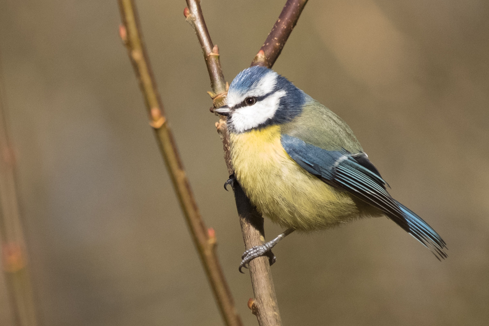 Blue Tit
