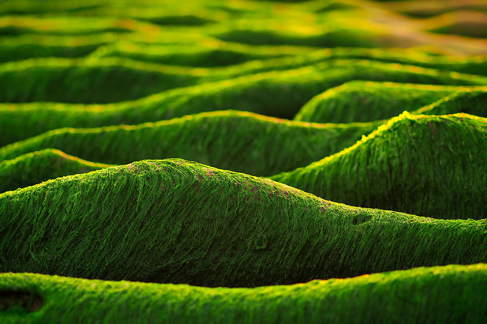 Green algae on beach