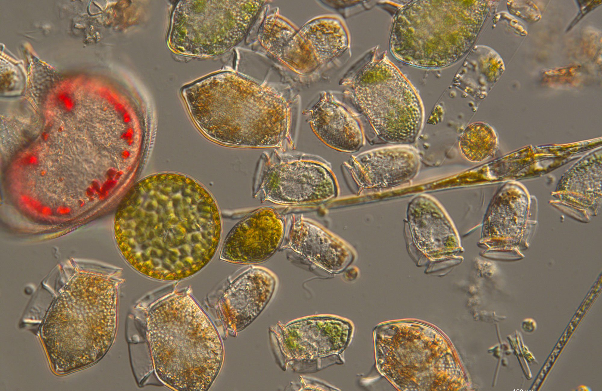 Dinoflagellates