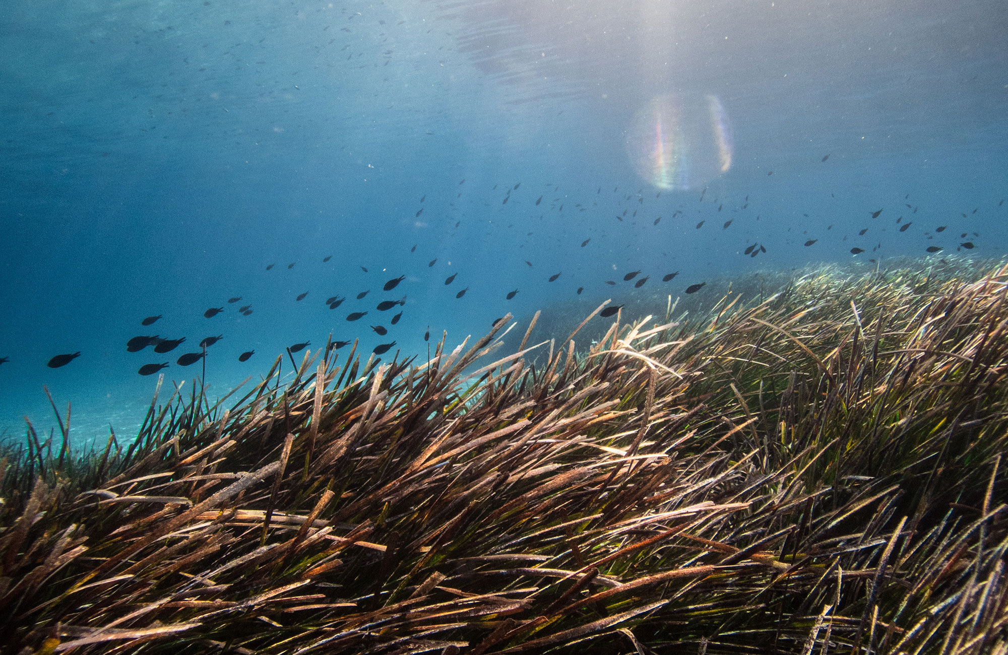 Seagrass in Chalkidiki