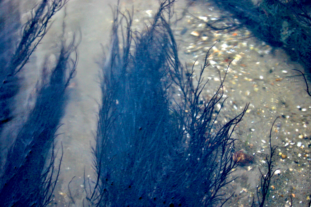 Agarophyton vermiculophyllum