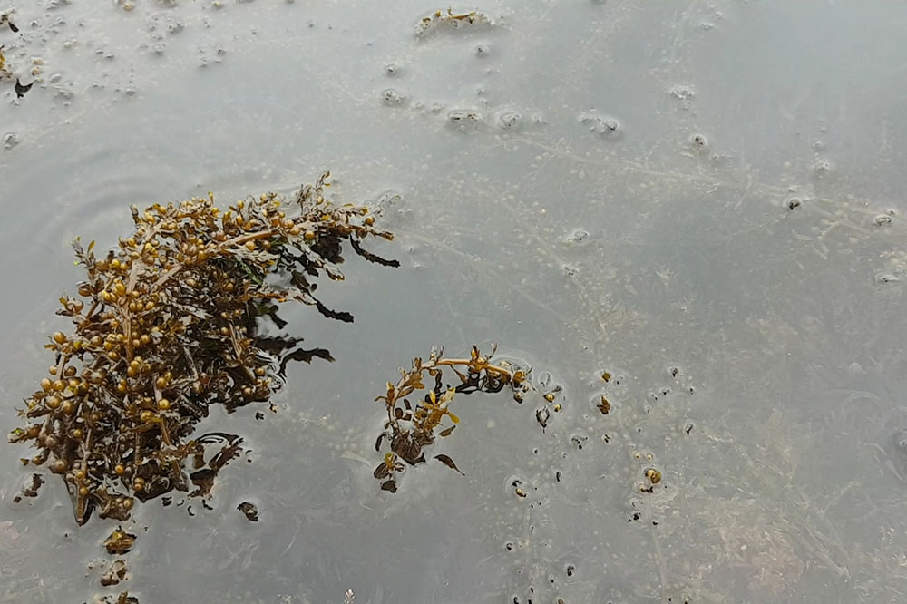 Seaweed washed up on mexican beach with boats in foreground