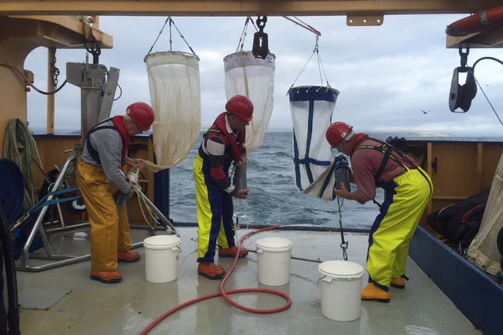 Marine plastics collected in a sampling net