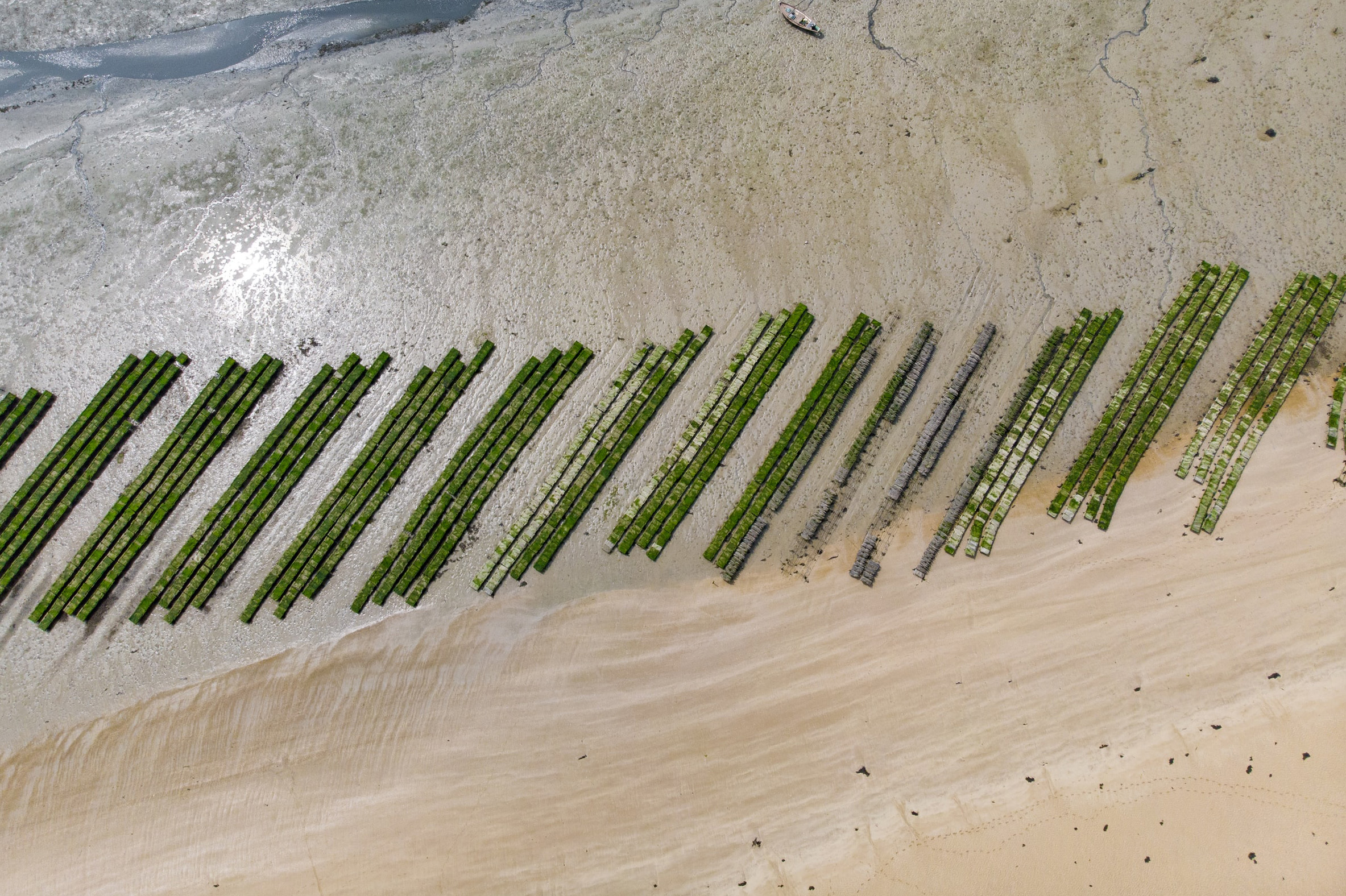 Oyster beds. Image courtesy of Matt Seymour | Unsplash