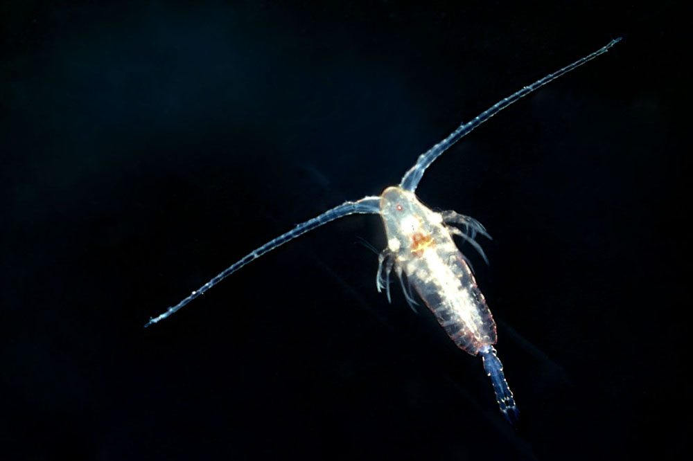 Synechococcus. Image courtesy of Pacific Northwest National Laboratory