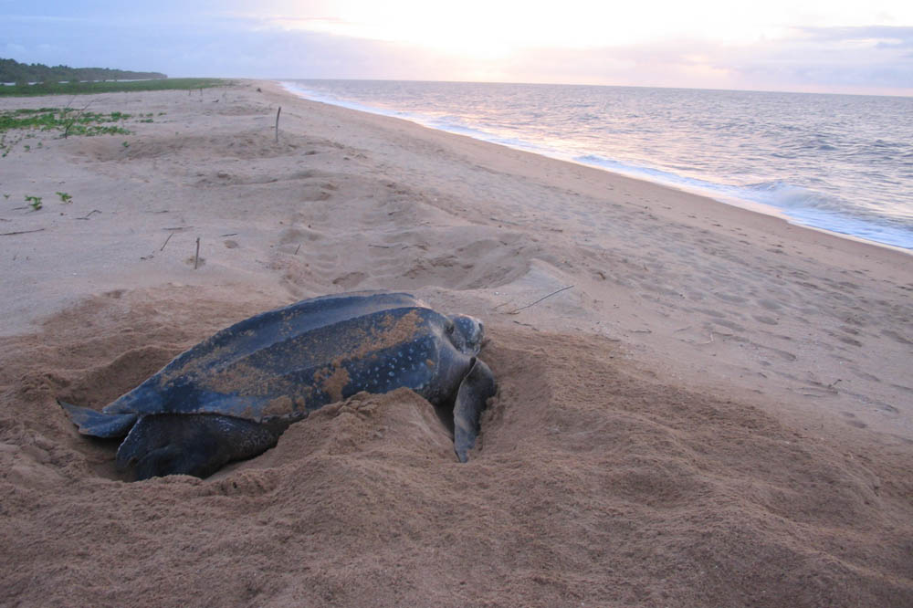 Leatherback turtle by JuliasTravels