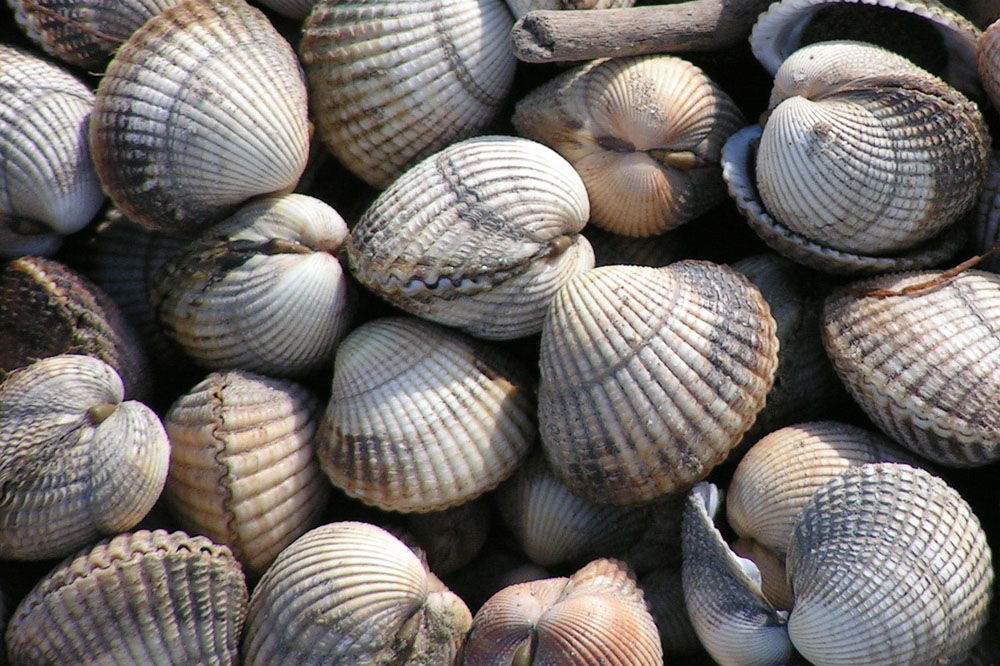 Cockles