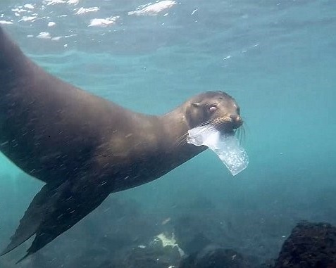 Galapagos plastic survey. Image courtesy of Andy Donnelly