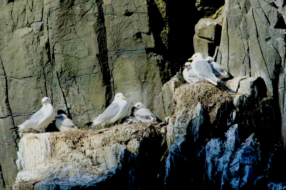 Kittiwakes nesting