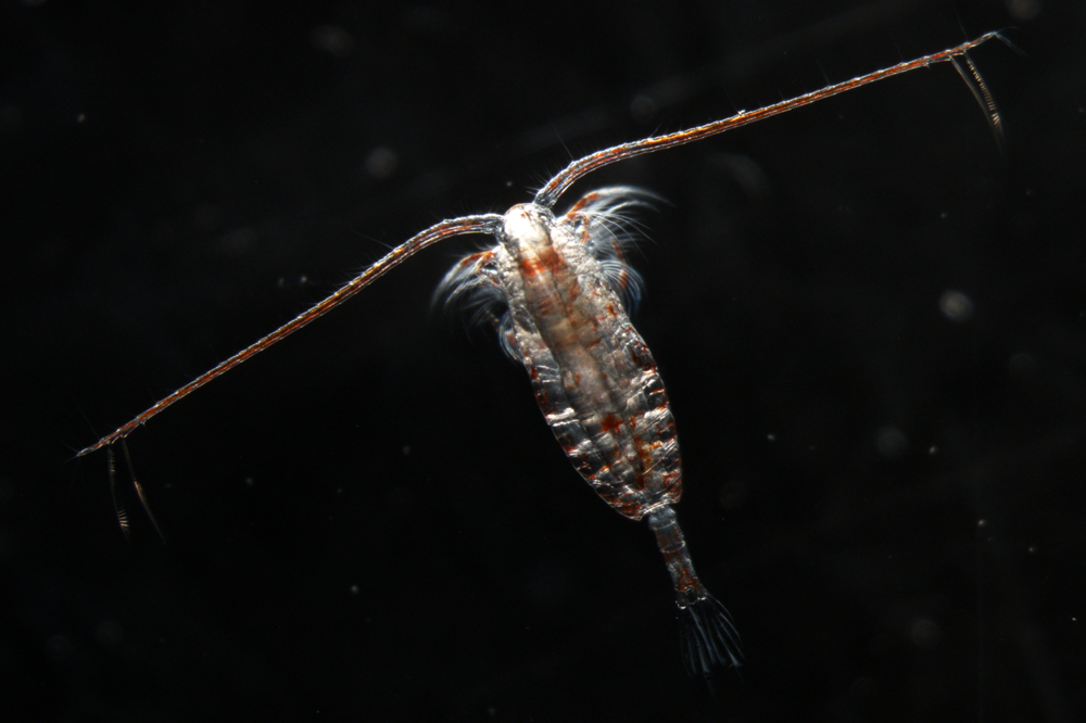 Copepod