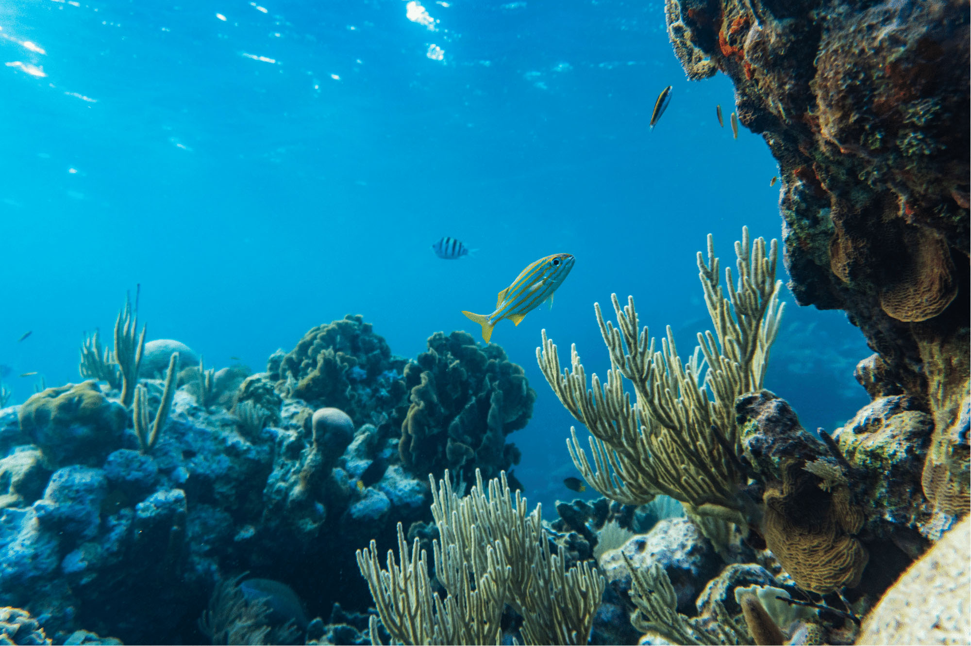 Coral reef with different species of fish