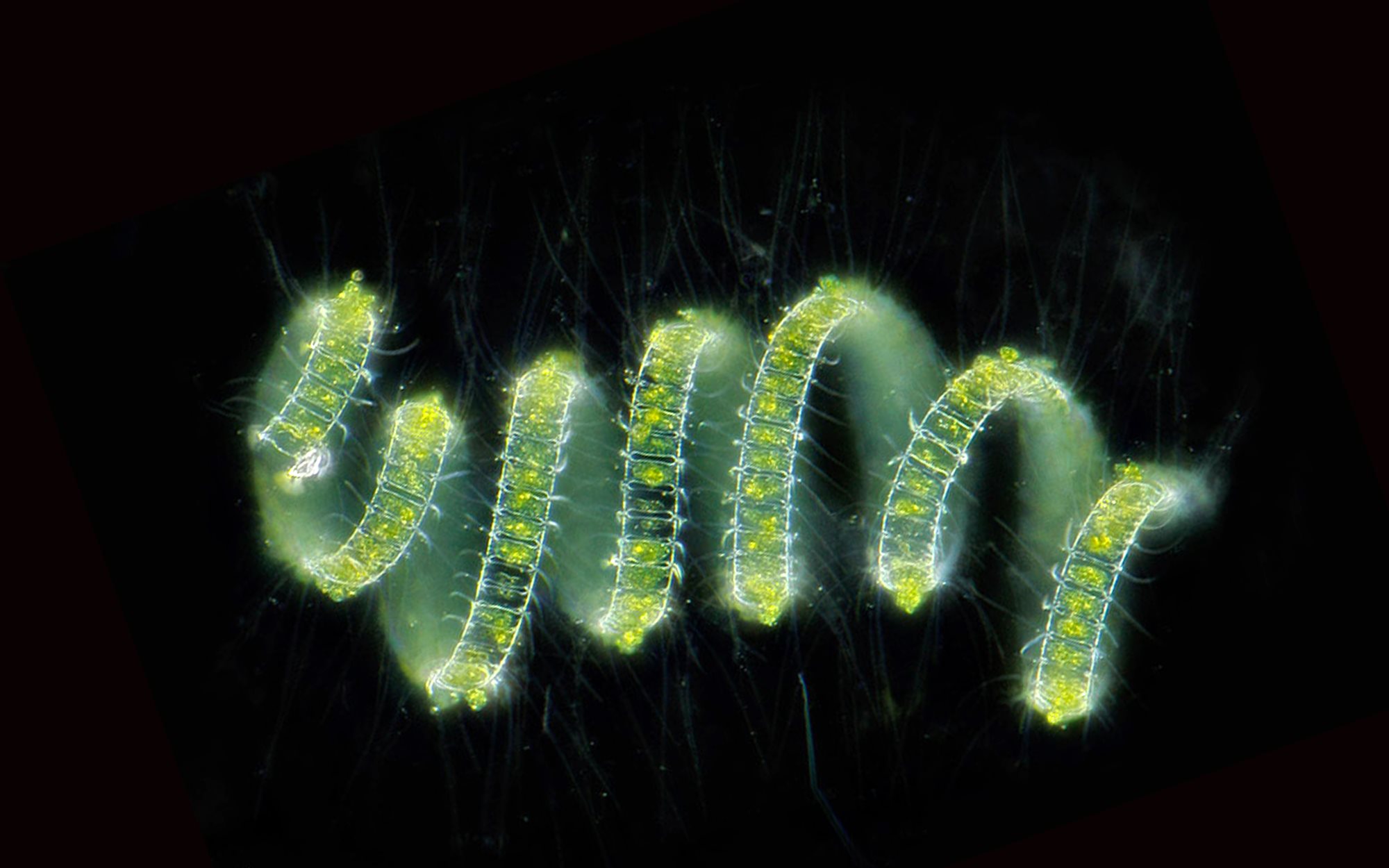 Microscopic Image of Diatom - Copyright Charles Kreb