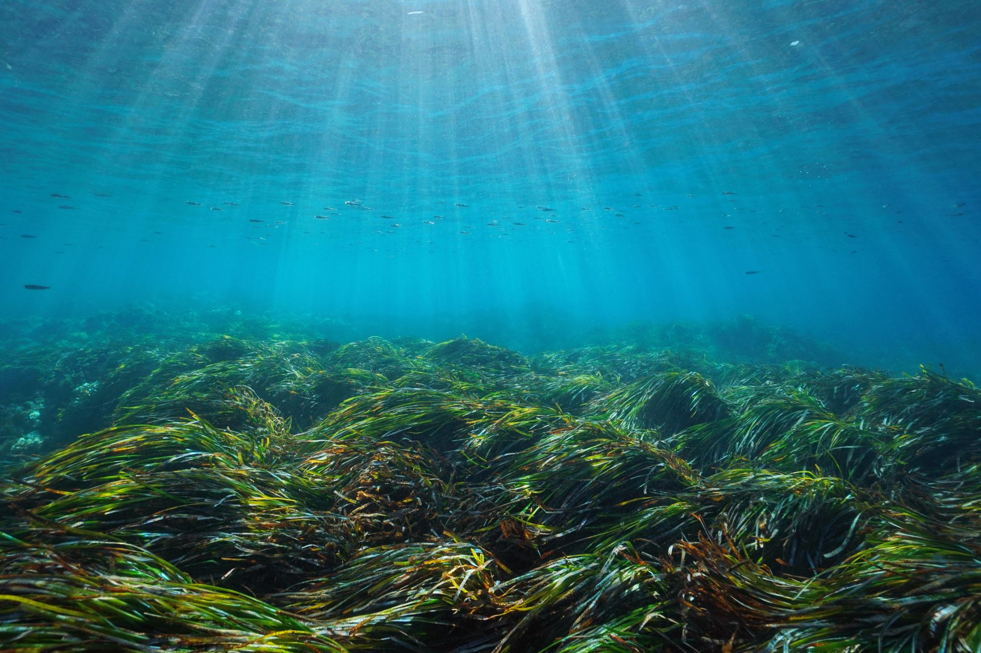 Underwater view Mediterranean sea