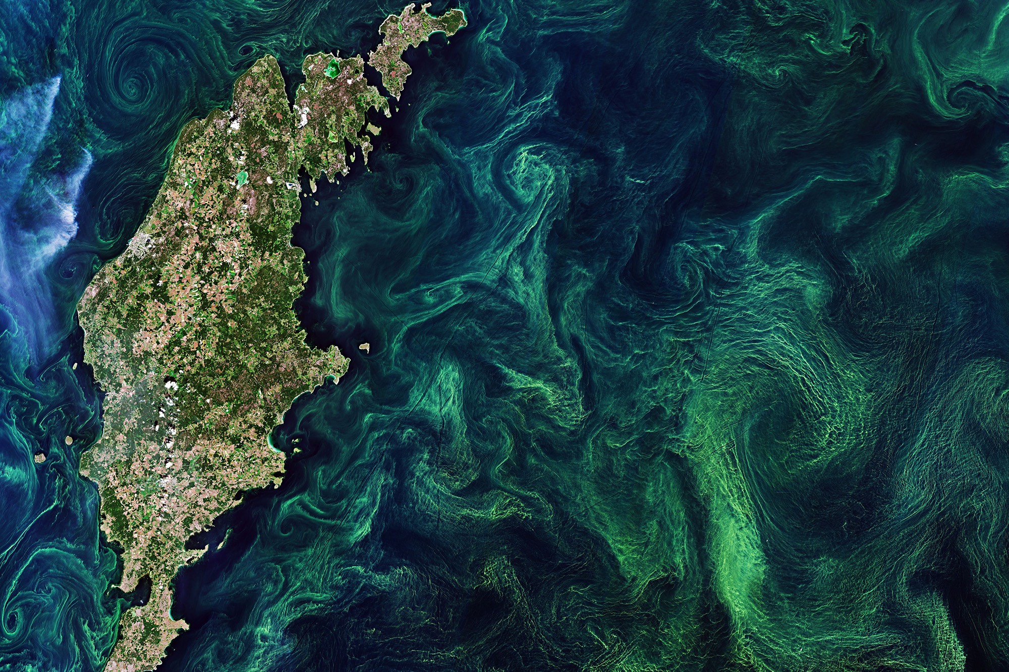 This Copernicus Sentinel-2 image captured in July 2019 shows spectacular algal blooms in the Baltic Sea