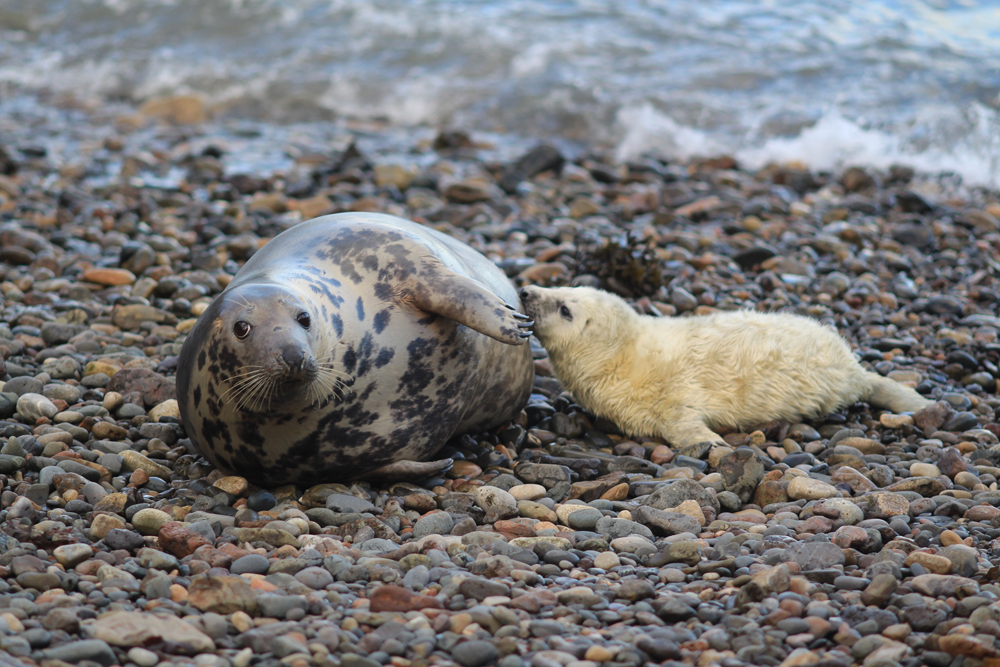 Wild grey seals