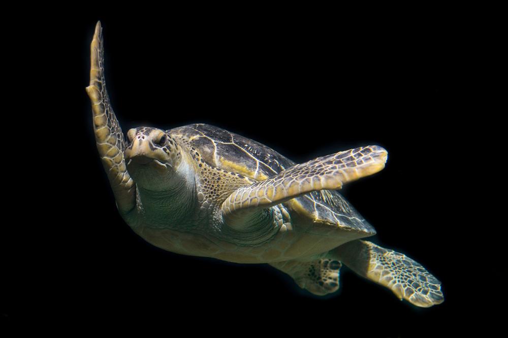Turtle