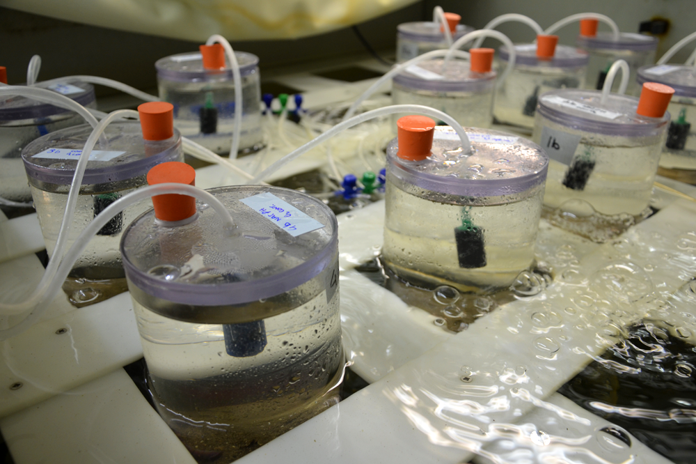 Mesocosm experiment