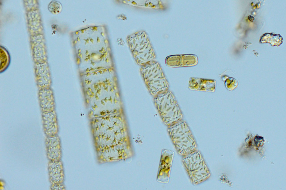 Phytoplankton