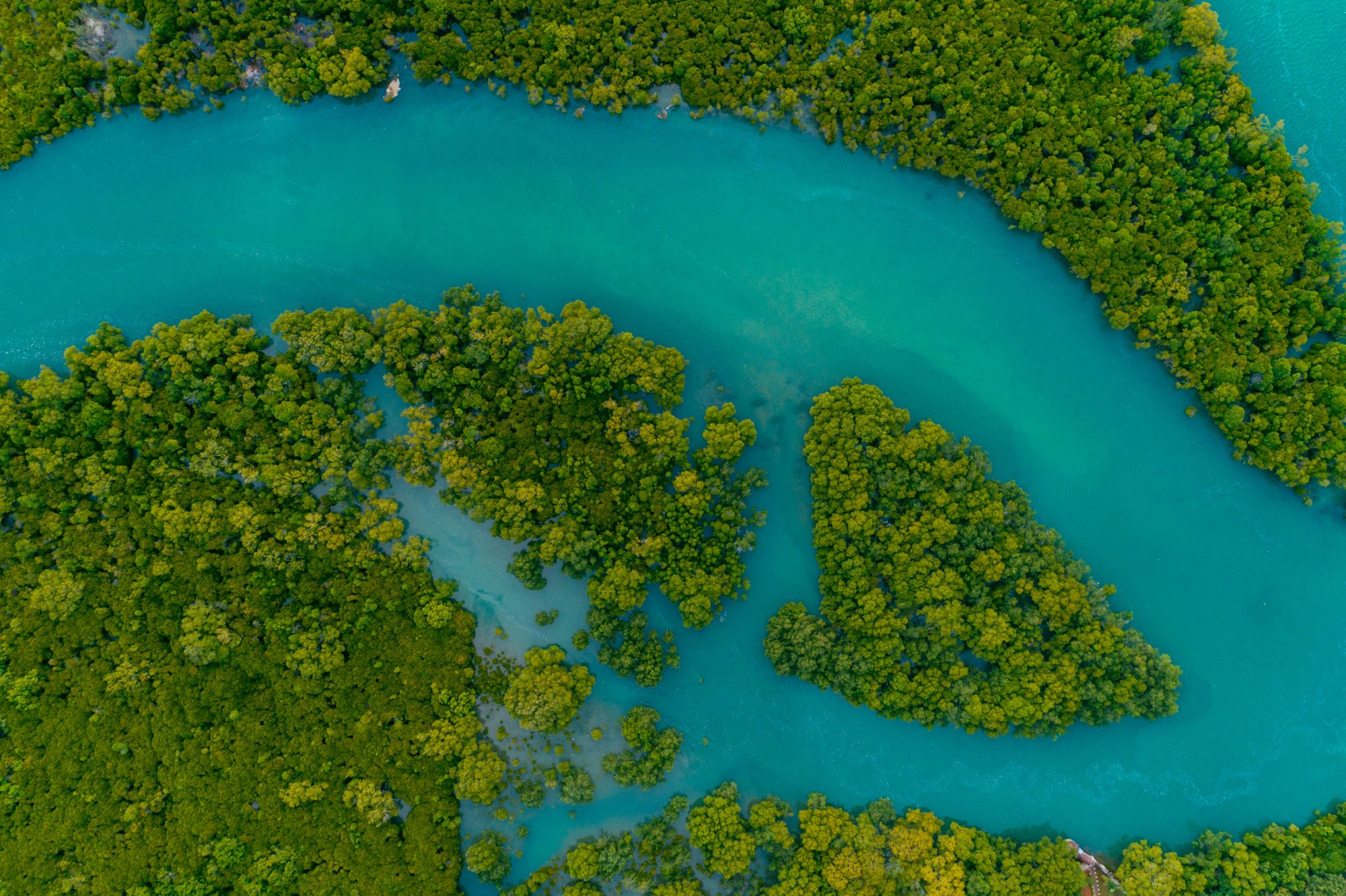 Mangroves