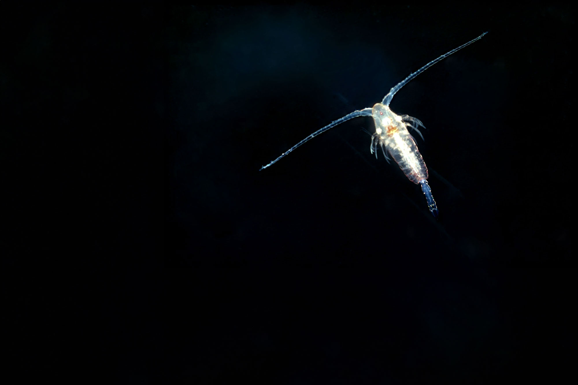 Copepod
