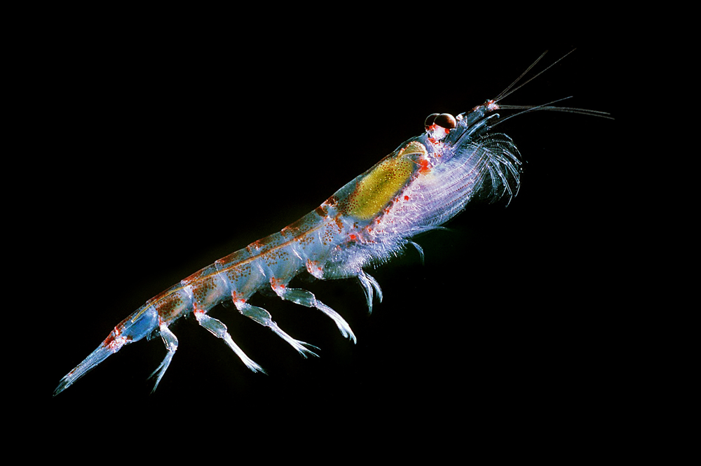 Antarctic Krill