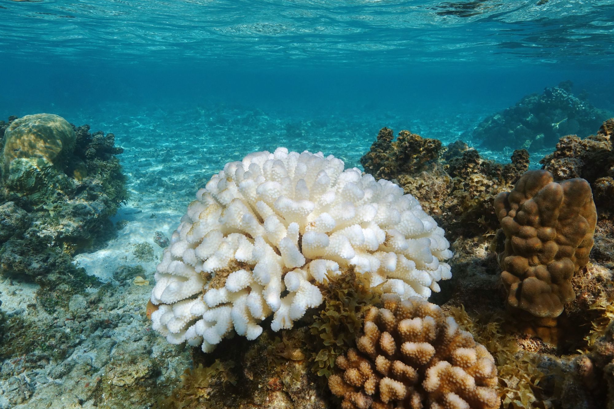 Above: Bleached coral reef