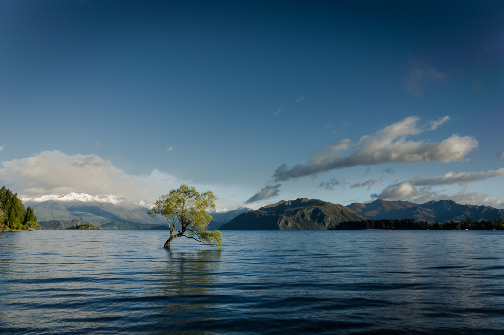 The 'Lone Tree' in New Zealand