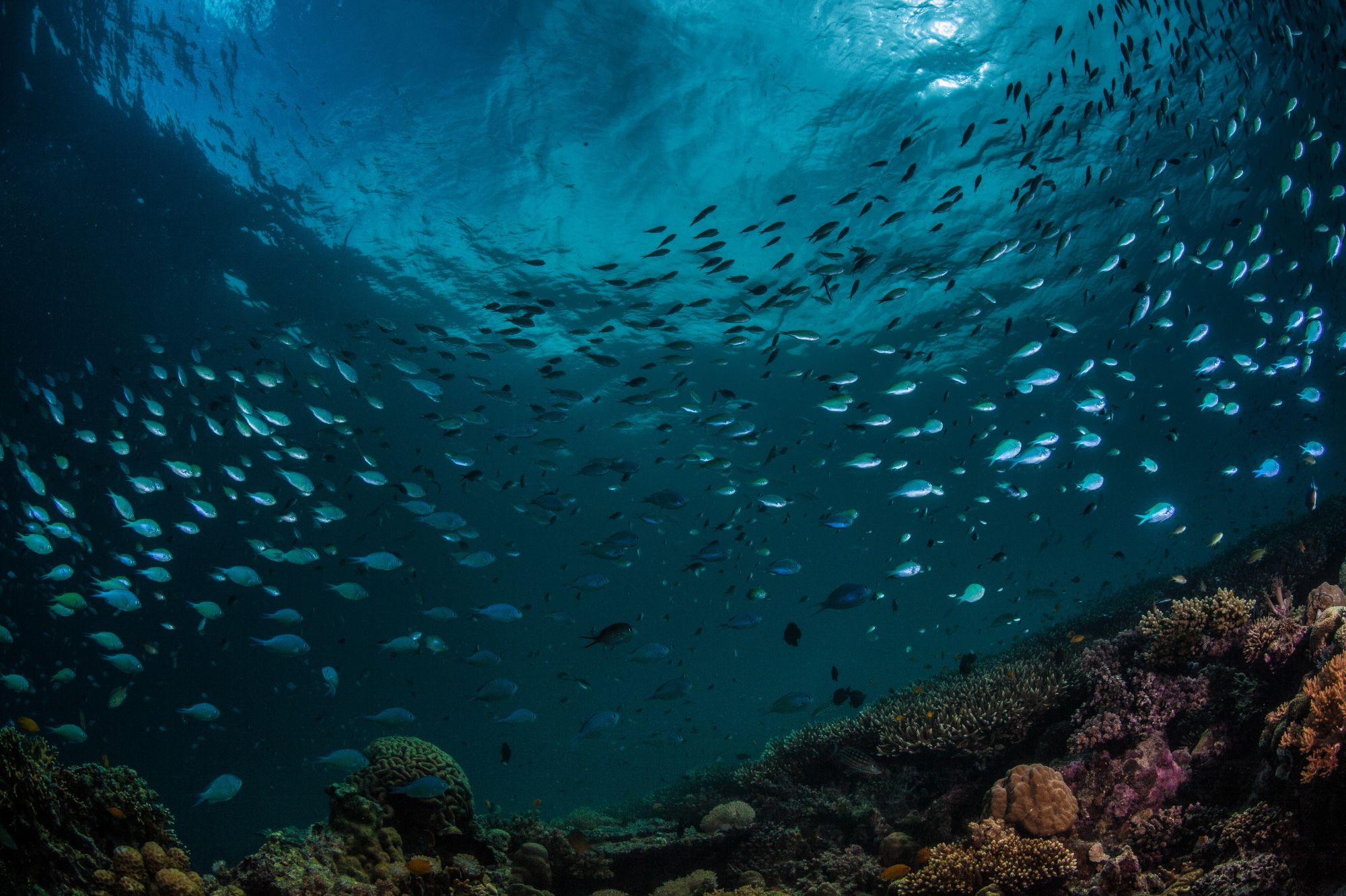 Shoal of fish