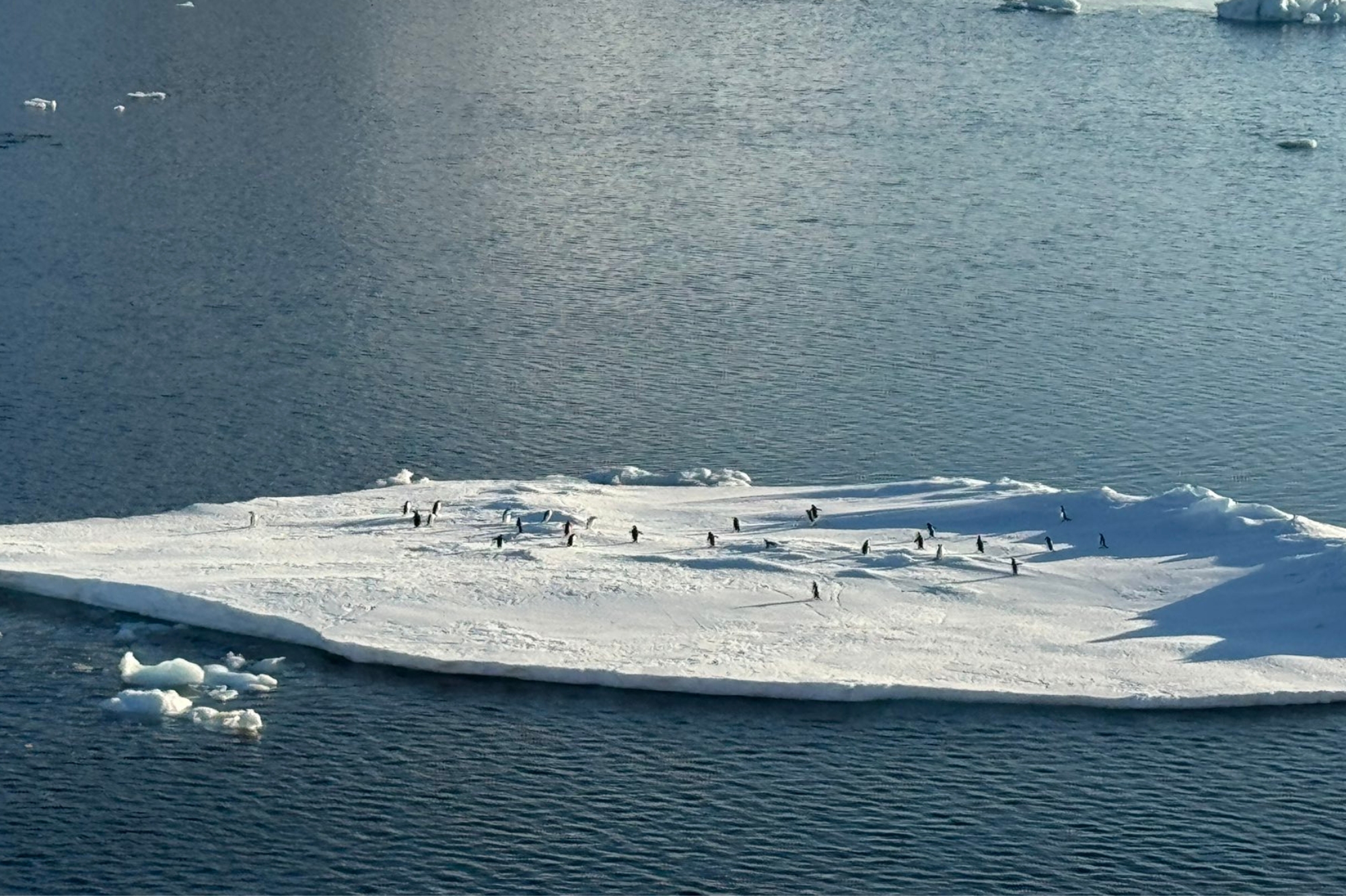 Above: “We woke at 5:30am today to watch our passage through Antarctica Sound - such a contrast to 48 hours ago. We’ve arrived in Antarctica and this will live long in my memory.” - Dr Will Homoky
