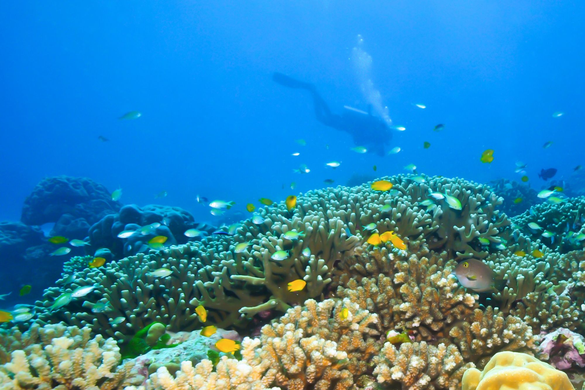 Coral reef in Malindi