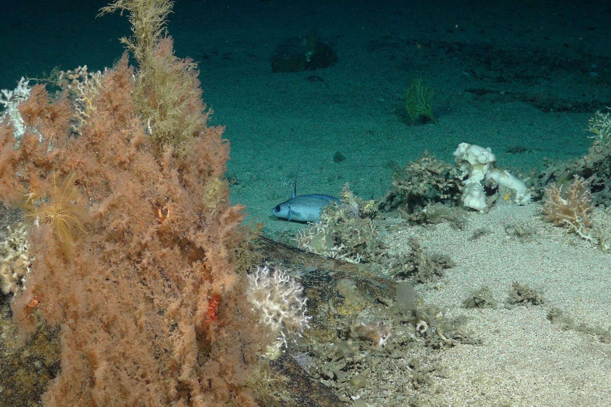 Image courtesy of the NERC funded Deep links project 2016