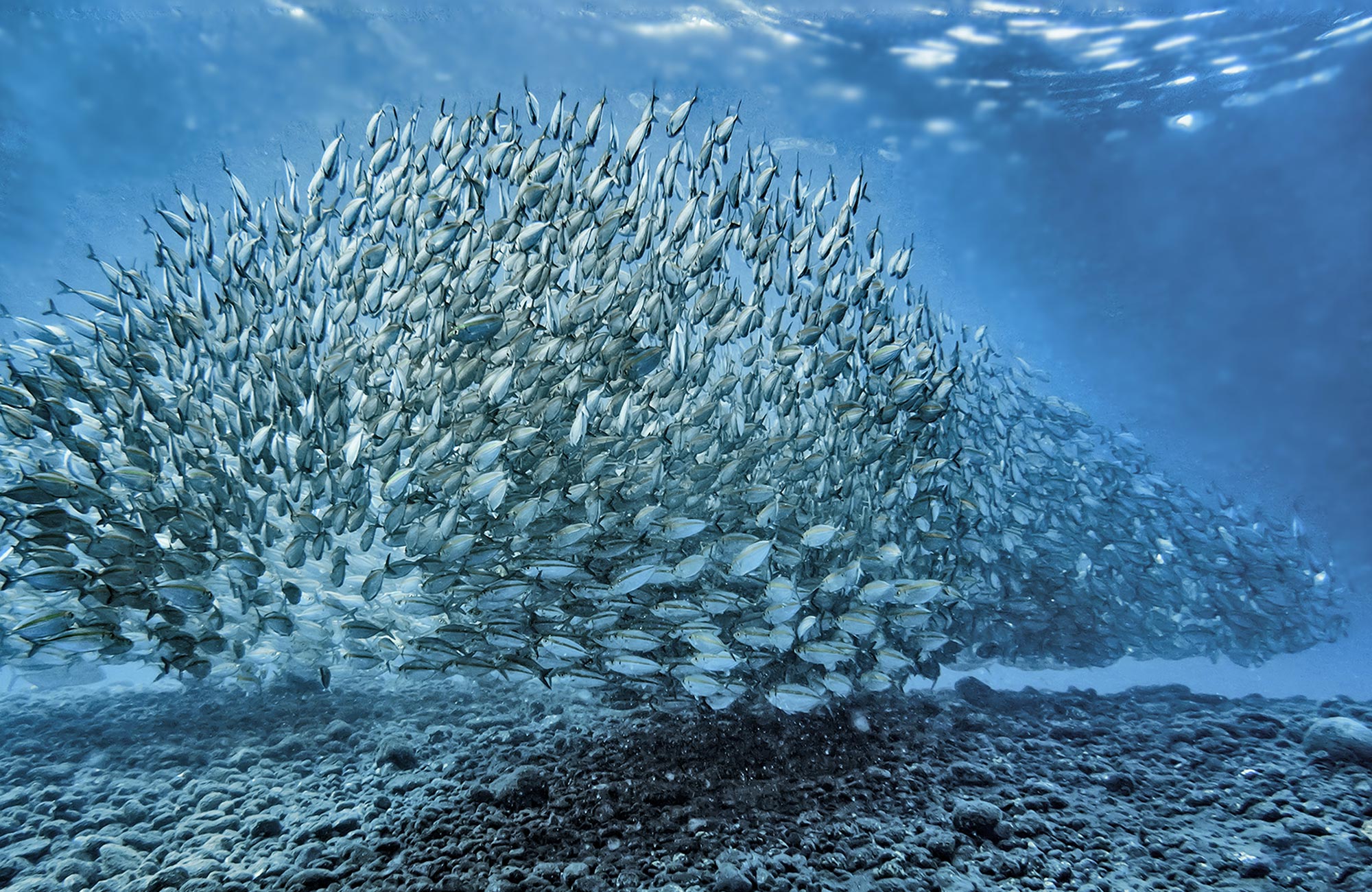 Shoal of fish