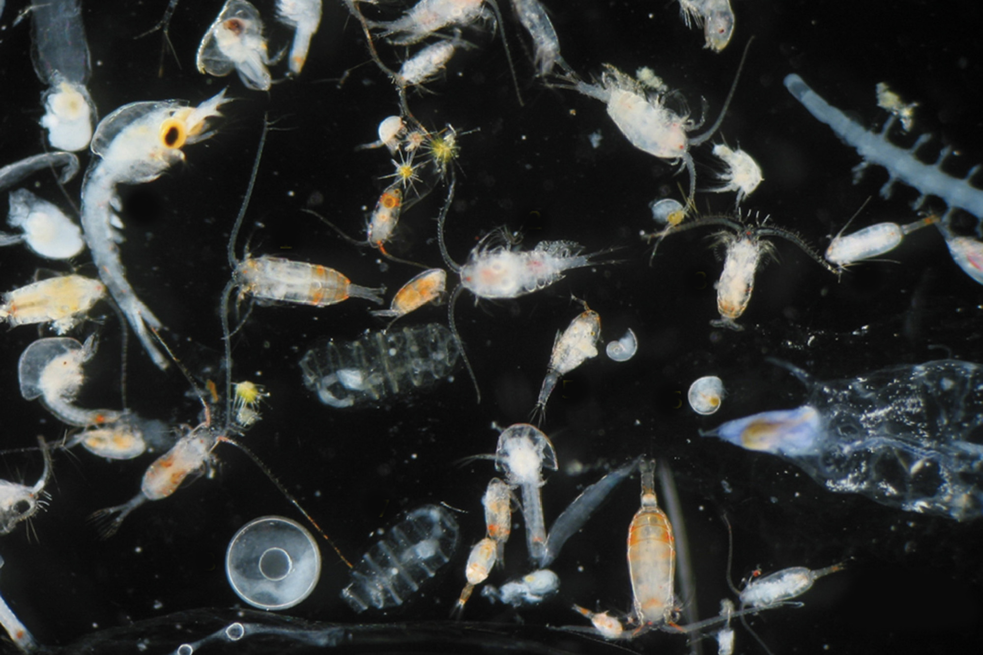 "Mixed zooplankton sample" by Adriana Zingone, Domenico D'Alelio, Maria Grazia Mazzocchi, Marina Montresor, Diana Sarno, LTER-MC team is licensed under CC BY-SA 4.0.
