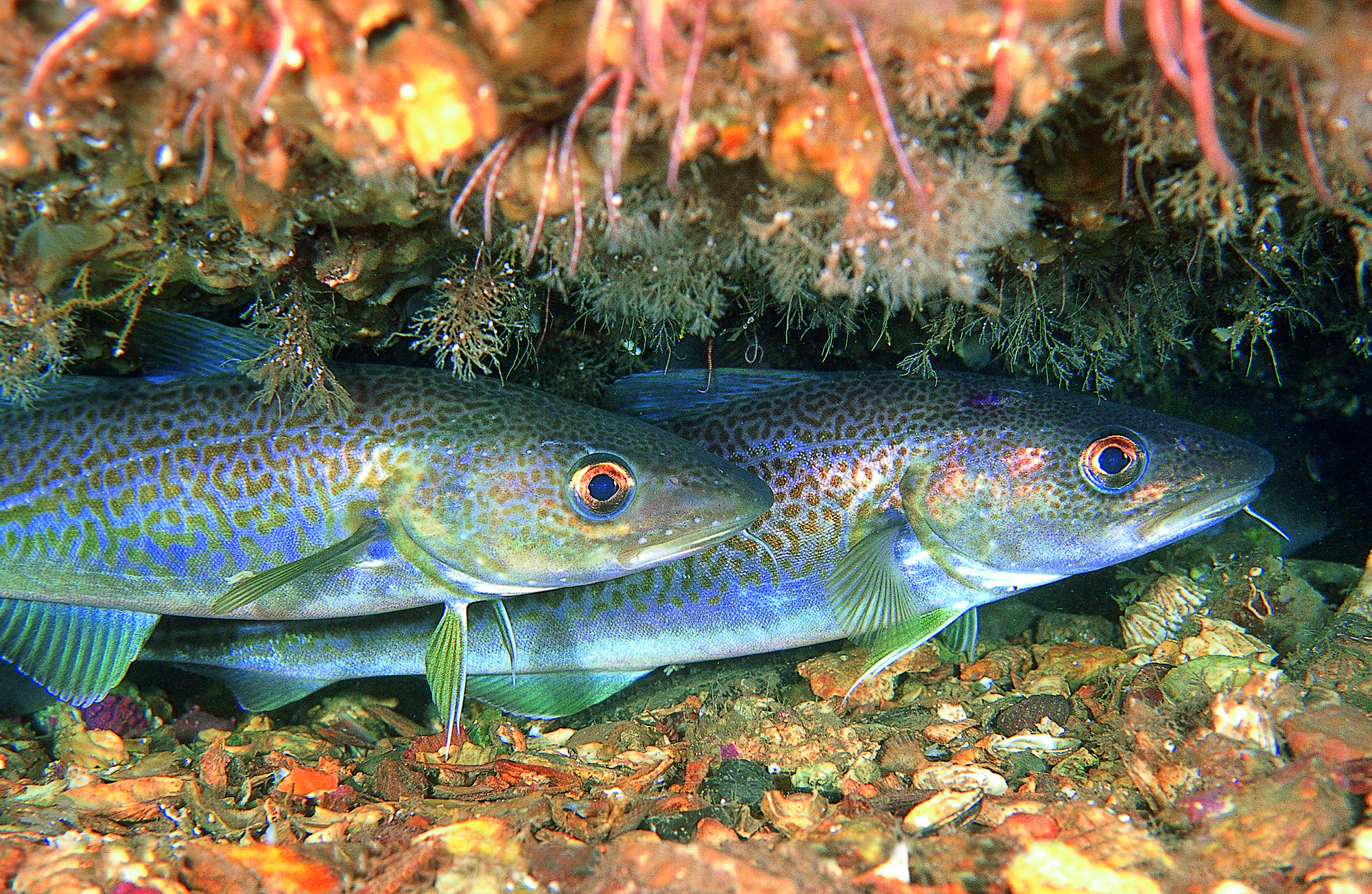 Atlantic/North Sea cod (Gadus morhua). Courtesy of Erling Svensen/IMR