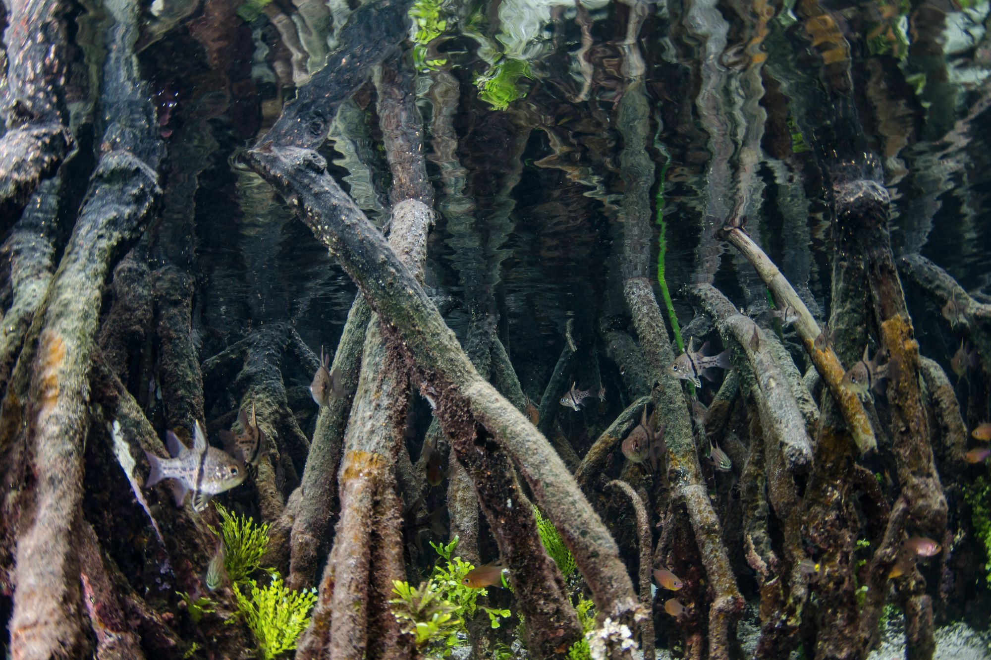 Underwater mangrove tree roots
