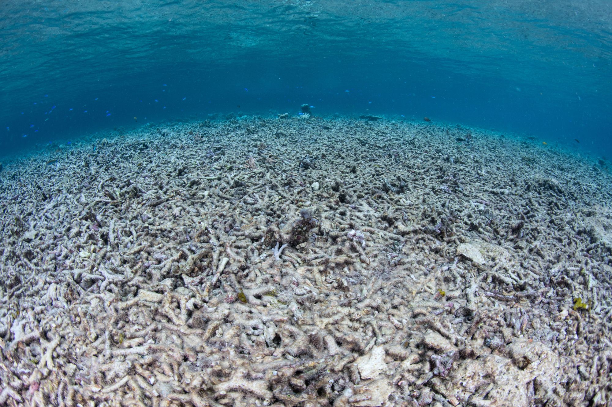 Bleached underwater coral