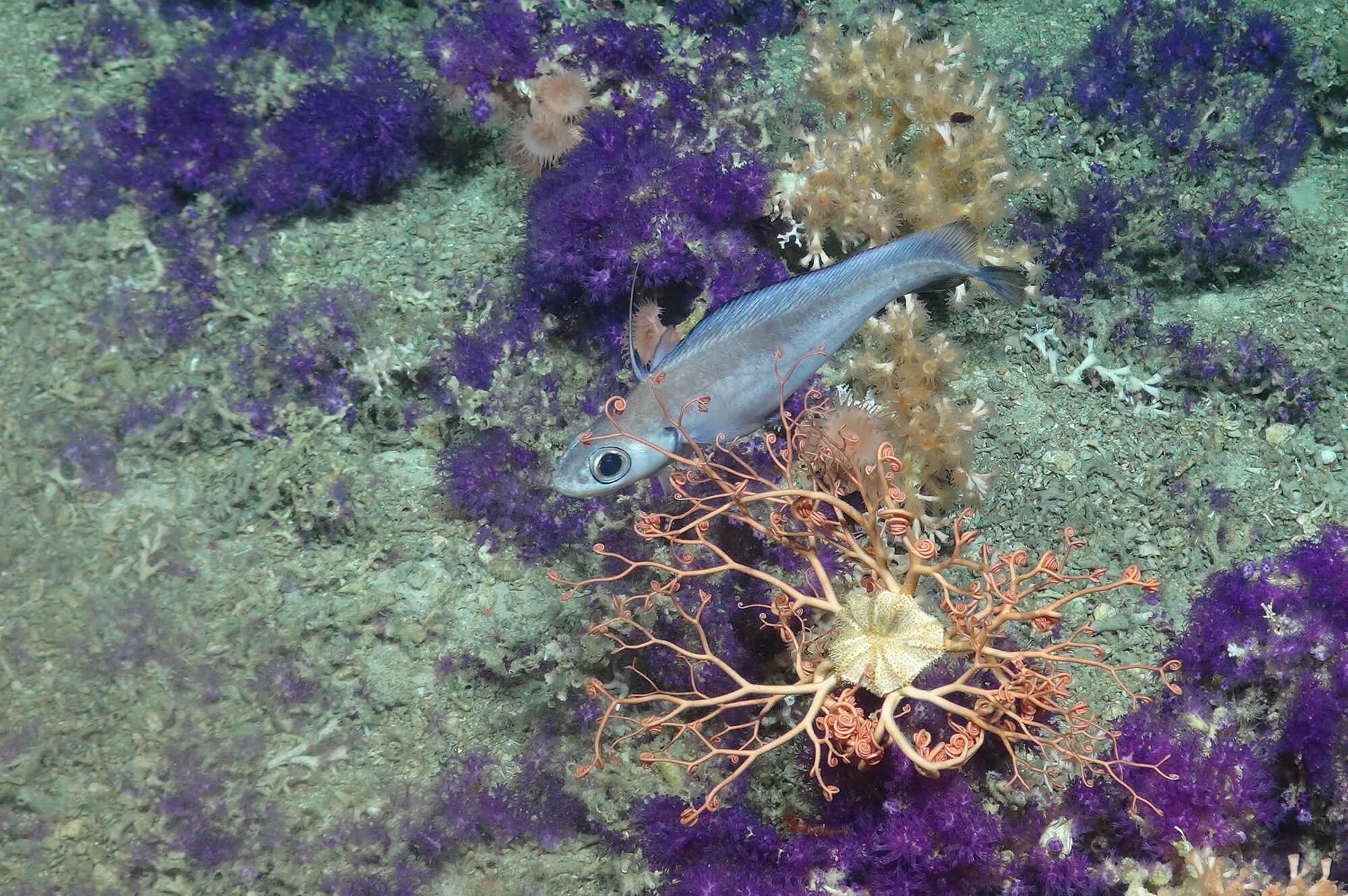 Courtesy of the NERC funded Deep Links Project - Plymouth University, Oxford University, BGS, JNCC